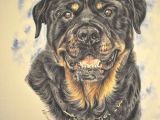 Drawing Of A Rottweiler Dog Gouache Painting Www Katyferrari Com Rotties Pinterest