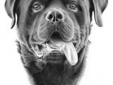 Drawing Of A Rottweiler Dog Pin by Dog Breeds On Aaa Dog Portraits Pinterest Rottweiler