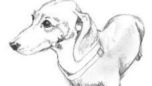 Drawing Of A Sausage Dog 55 Best Chooch Images In 2019 Dachshund Dog Sausages Dachshund