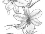 Drawing Of A Small Rose Lily Flowers Drawings Flowers Madonna Lily by Syris Darkness