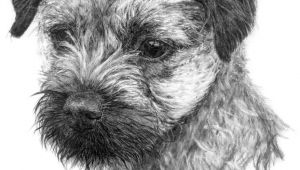 Drawing Of A Terrier Dog Image Result for Graphite Drawing Dog Border Terrier Border