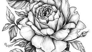 Drawing Of A White Rose Rose with Banner New Easy to Draw Roses Best Easy to Draw Rose
