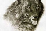 Drawing Of A Wolf Dog Wildlife Art Prints Plus original Paintings with A Wide Selection