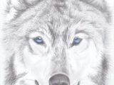 Drawing Of A Wolf Head 180 Best Wolf Drawings Images Drawing Techniques Drawing