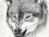 Drawing Of A Wolf Pack 31 Best More Than A One Wolf Pack Images Drawings Anime Wolf Dragons