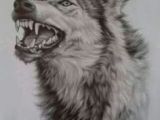 Drawing Of A Wolf Pack 777 Best All Things Alpha Wolf Pack Images In 2019 Wolf Tattoos