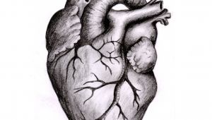 Drawing Of An Anatomical Heart Anatomically Correct Human Heart by Niku Arbabi Embroidery