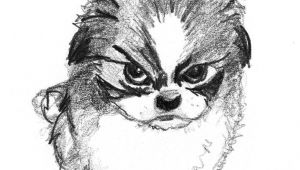 Drawing Of An Angry Dog Sketch Of Small Angry Dog Animals Sketches Drawings Dogs