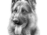 Drawing Of An Old Dog Drawing A German Shepherd In 2019 Dogs Dog Pencil Drawing