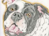 Drawing Of An Old Dog Old English Bulldog Pet Dog Art original Pencil Drawing Carla Smale