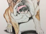 Drawing Of An Old Dog This is A Bulldog Portrait I Drew I Love Drawing and Bulldogs are