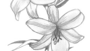 Drawing Of Beach Flower Lily Flowers Drawings Flowers Madonna Lily by Syris Darkness
