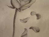 Drawing Of Dying Rose 45 Best Rose Petals Tattoo Images Pink Petals Rose Flowers Rose