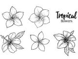 Drawing Of Exotic Flowers Image Result for Tropical Flowers Drawing Art Drawings Flower