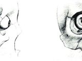 Drawing Of Eye socket Pdf Basic Anatomy and Physiology Of the Human Visual System