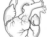 Drawing Of Finger Heart How to Draw A Heart Science Drawing Lesson Drawing Ideas 3 In