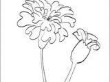 Drawing Of Flower Marigold 53 Best Marigolds Images Marigold Flower Coloring Books Coloring