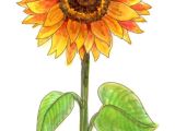 Drawing Of Flowers with Poster Colours Drawing A Sunflower Drawing Inspiration Pinterest Drawings