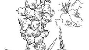 Drawing Of Gladiolus Flower 17 Best Gladiolus Tattoo Black Images Gladiolus Flower Tattoos