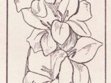 Drawing Of Gladiolus Flower Gladiolus Flower Drawing Images Beautiful Coloring Pages