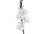 Drawing Of Gladiolus Flower Gladiolus On Vectorstock Drawing Tattoos Gladiolus Tattoo
