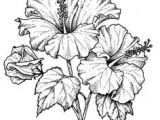 Drawing Of Gumamela Flower 1412 Nejlepa A Ch Obrazka Z Nasta Nky Flower Drawings Drawings
