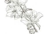 Drawing Of Gumamela Flower 248 Best Hibiscus Images Flower Designs Painting Flowers Pyrography