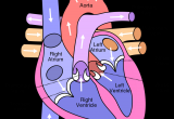 Drawing Of Heart Arteries 10 Facts About the Human Heart Anatomy Physiology Anatomy