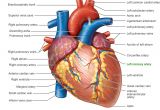 Drawing Of Heart Arteries Pictures Of Human Heart Anatomy Anatomy Of the Human Heart 4k Ultra