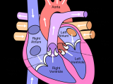Drawing Of Heart Vessels 10 Facts About the Human Heart Anatomy Physiology Anatomy