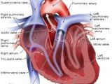 Drawing Of Heart Vessels 323 Best Heart Anatomy Images Heart Anatomy Human Heart Diagram