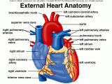 Drawing Of Heart Vessels External Anatomy Of Heart A P 2 Pinterest Heart Anatomy