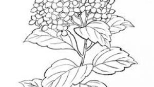 Drawing Of Hydrangea Flower 62 Best Hydrangea Images Hydrangeas Watercolor Painting Flower Art