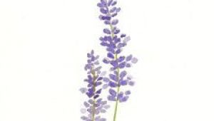 Drawing Of Lavender Flower Simple Lavender Drawing Google Search Tattoo Ideas Tatto
