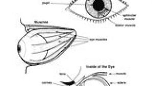 Drawing Of Mammalian Eye 16 Best Model Eye Ball Images Human Eye Eye Anatomy Eyes
