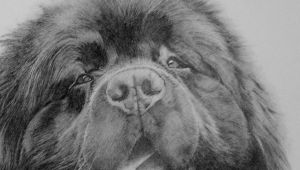 Drawing Of Newfoundland Dog My Drawing Storm Newfoundland Pet Dog Drawing Animals Dogs