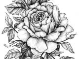 Drawing Of Rose Tattoo Design Rose with Banner New Easy to Draw Roses Best Easy to Draw Rose