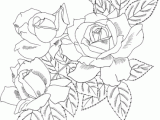 Drawing Of Rose Tree Cecile Brunner or Polyantha Rose Bush Coloring Page Flowers