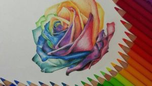 Drawing Of Rose with Colour Rose Color Pencil Drawing by Gaby Sabbagh Rainbows Pencil