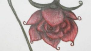Drawing Of Wilted Flower Abstract Rose A Wilted Rose Rose Drawings Wilted Rose