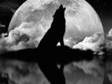 Drawing Of Wolf and Moon Die 101 Besten Bilder Von Wolf Silhouette Wolf Silhouette Wolves