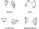 Drawing Of Wolf Ears 63 Best How to Draw Ears Images Drawing Tips How to Draw Manga