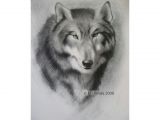 Drawing Of Wolf Ears A Step by Step Guide Of How to Draw A Wolf