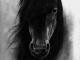 Drawing Realistic Dog Eyes 40 Realistic Animal Pencil Drawings Horses Horse Drawings Horse