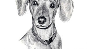 Drawing Sausage Dogs Miniature Dachshund Dog Pencil Drawing Art Print Signed by Artist Dj