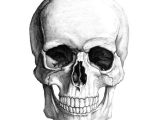 Drawing Skulls for Beginners Human Skull Skulls Pinterest Skull Illustration Skull and