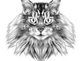Drawing the Face Of A Cat Cat Breed Maine Coon Face Sketch Vector Black and White Drawing