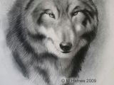 Drawing Wolf Side View A Step by Step Guide Of How to Draw A Wolf