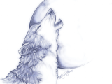 Drawing Wolf Side View Free Wolf Drawings Download Free Clip Art Free Clip Art On Clipart
