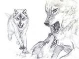 Drawing Wolves Fighting 180 Best Wolf Drawings Images Drawing Techniques Drawing